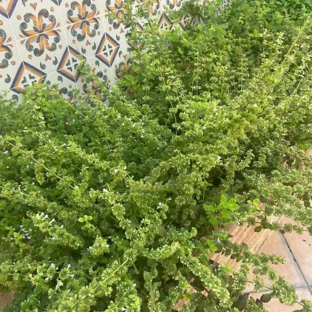 Hort De Les Oronetes جزيرة شقر