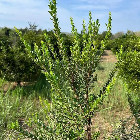 Hort De Les Oronetes Alzira